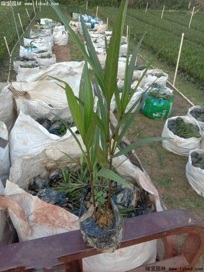 矮生翠蘆莉多季觀賞花鏡草本植物