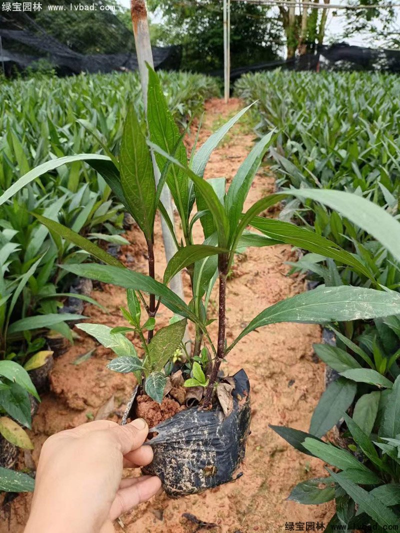 矮生翠蘆莉多季觀賞花鏡草本植物