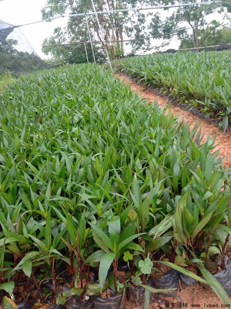 矮生翠蘆莉多季觀賞花鏡草本植物