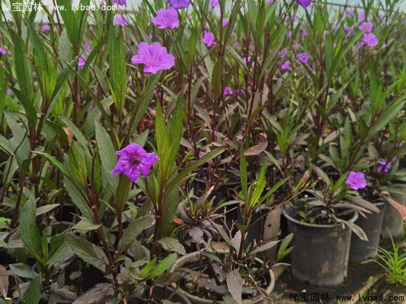 矮生翠蘆莉多季觀賞花鏡草本植物
