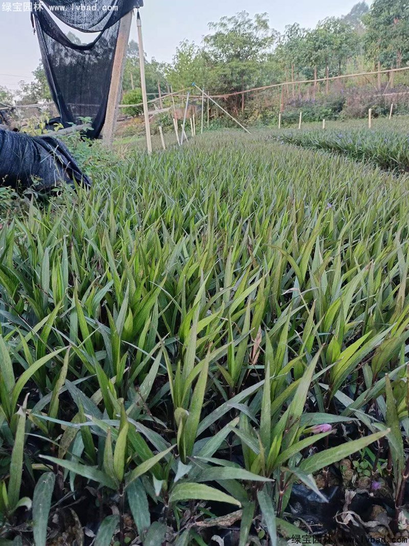 矮生翠蘆莉多季觀賞花鏡草本植物