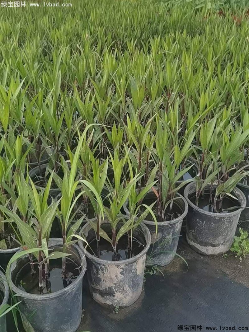 矮生翠蘆莉多季觀賞花鏡草本植物