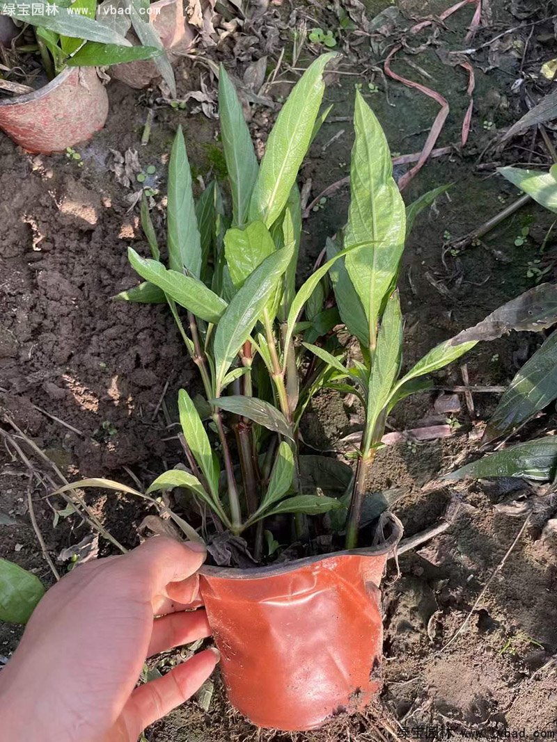 矮生翠蘆莉多季觀賞花鏡草本植物