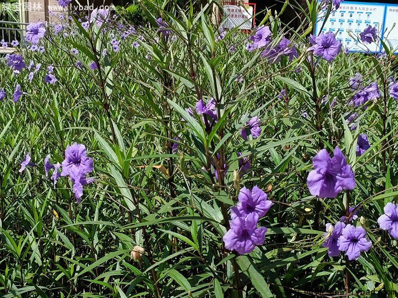 矮生翠蘆莉多季觀賞花鏡草本植物