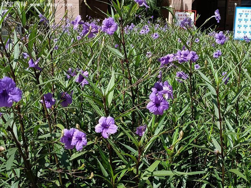 矮生翠蘆莉多季觀賞花鏡草本植物