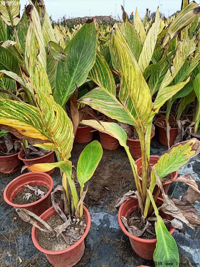 矮生美人蕉袋苗盆栽花鏡觀賞花草植物熱帶花卉