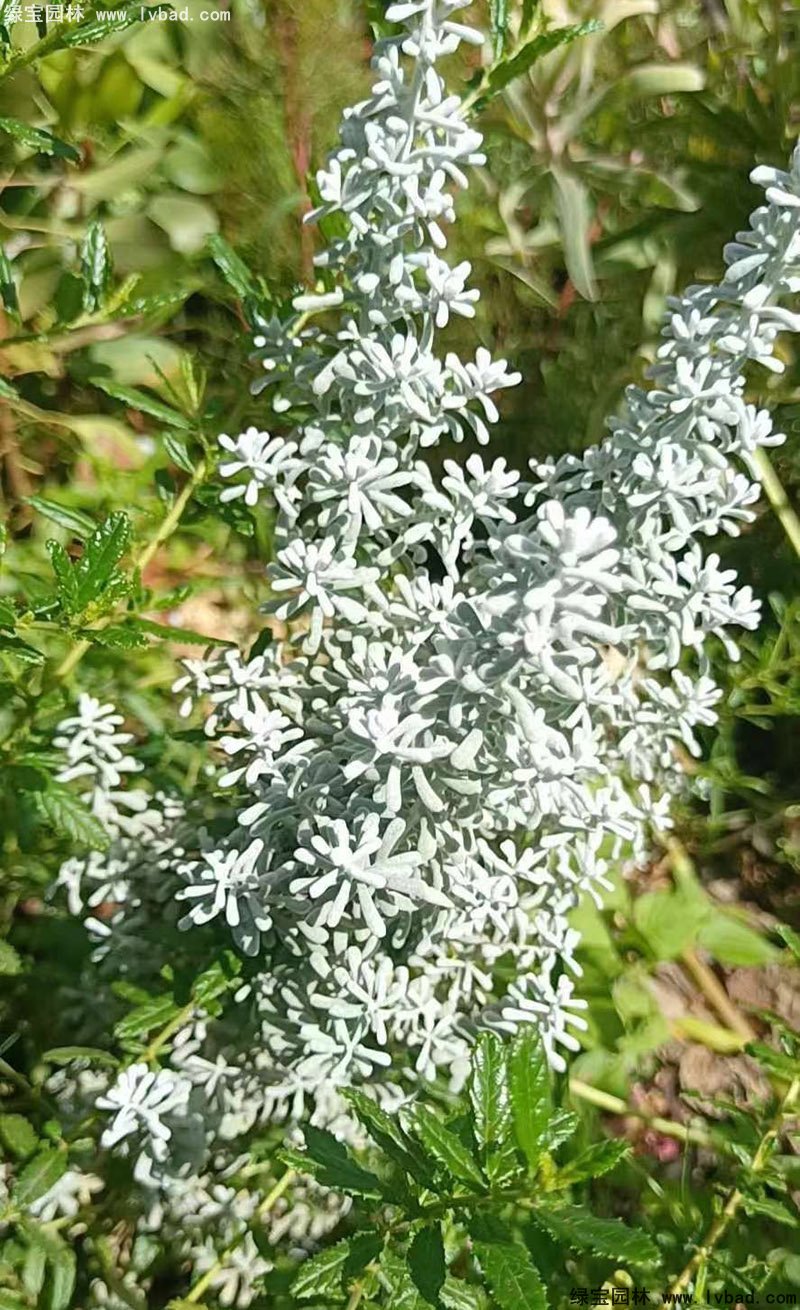 澳洲地膚