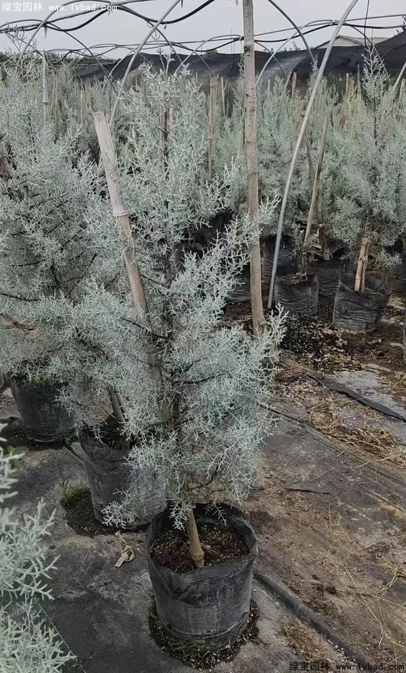 藍(lán)冰柏藍(lán)色系喬木植物四季常綠v
