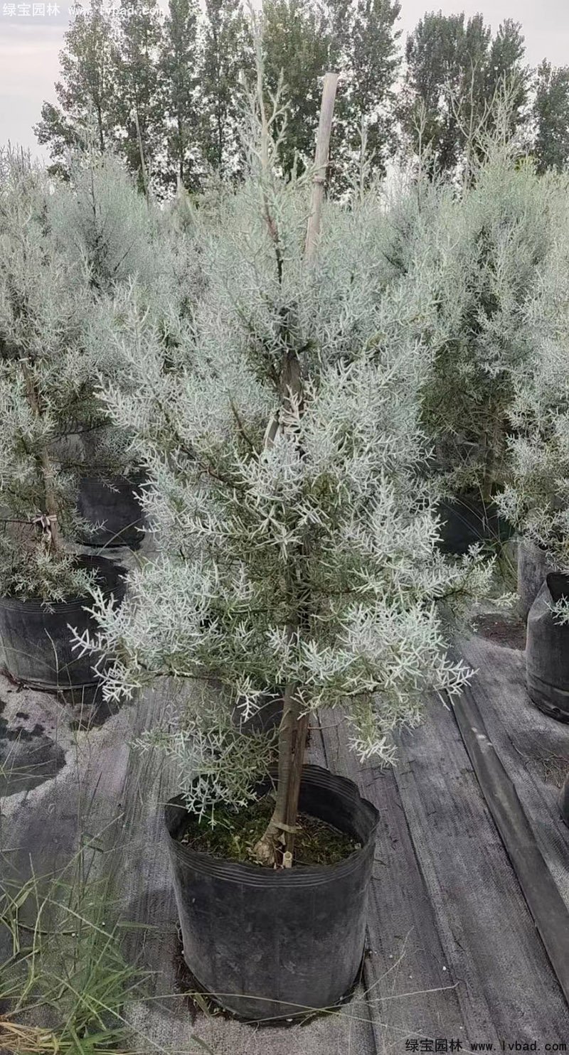 藍(lán)冰柏藍(lán)色系喬木植物四季常綠