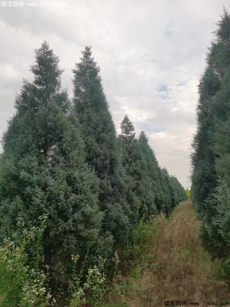 藍(lán)冰柏藍(lán)色系喬木植物四季常綠