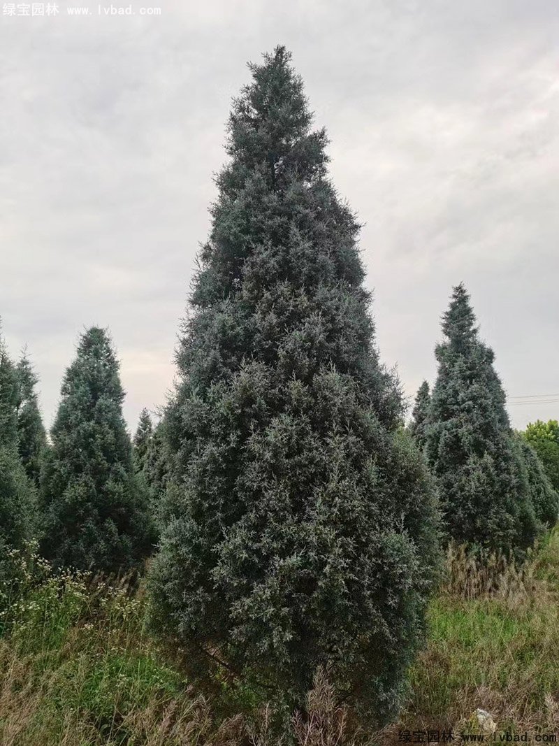 藍(lán)冰柏藍(lán)色系喬木植物四季常綠