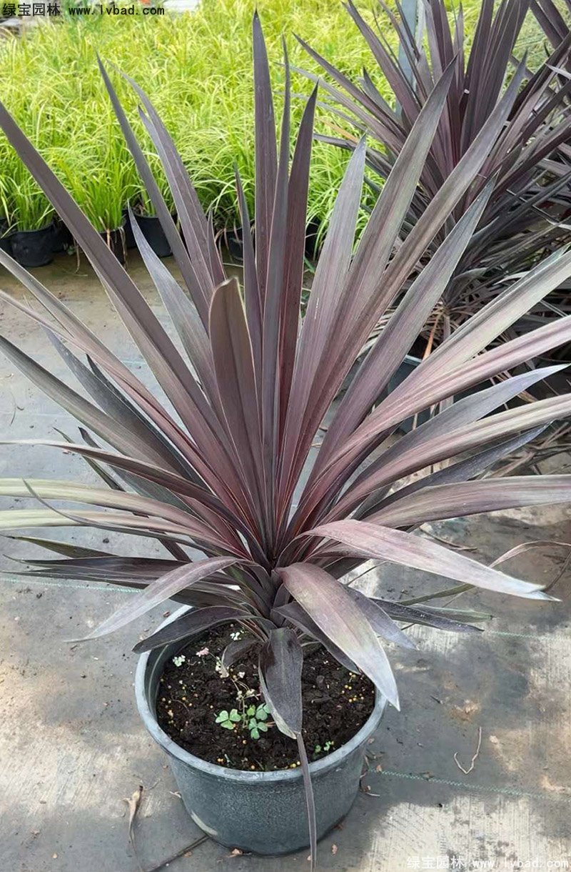 澳洲朱蕉紅色花鏡觀賞植物熱帶國(guó)外品種
