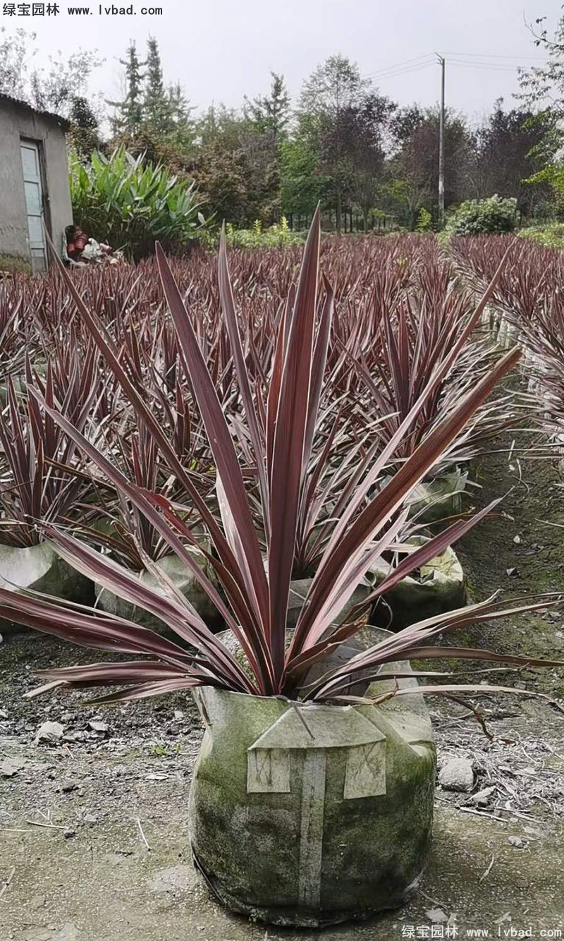 澳洲朱蕉紅色花鏡觀賞植物熱帶國(guó)外品種