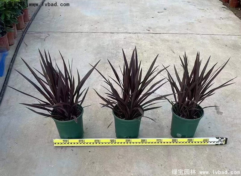 澳洲朱蕉紅色花鏡觀賞植物熱帶國(guó)外品種
