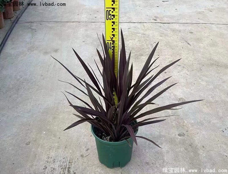 澳洲朱蕉紅色花鏡觀賞植物熱帶國(guó)外品種