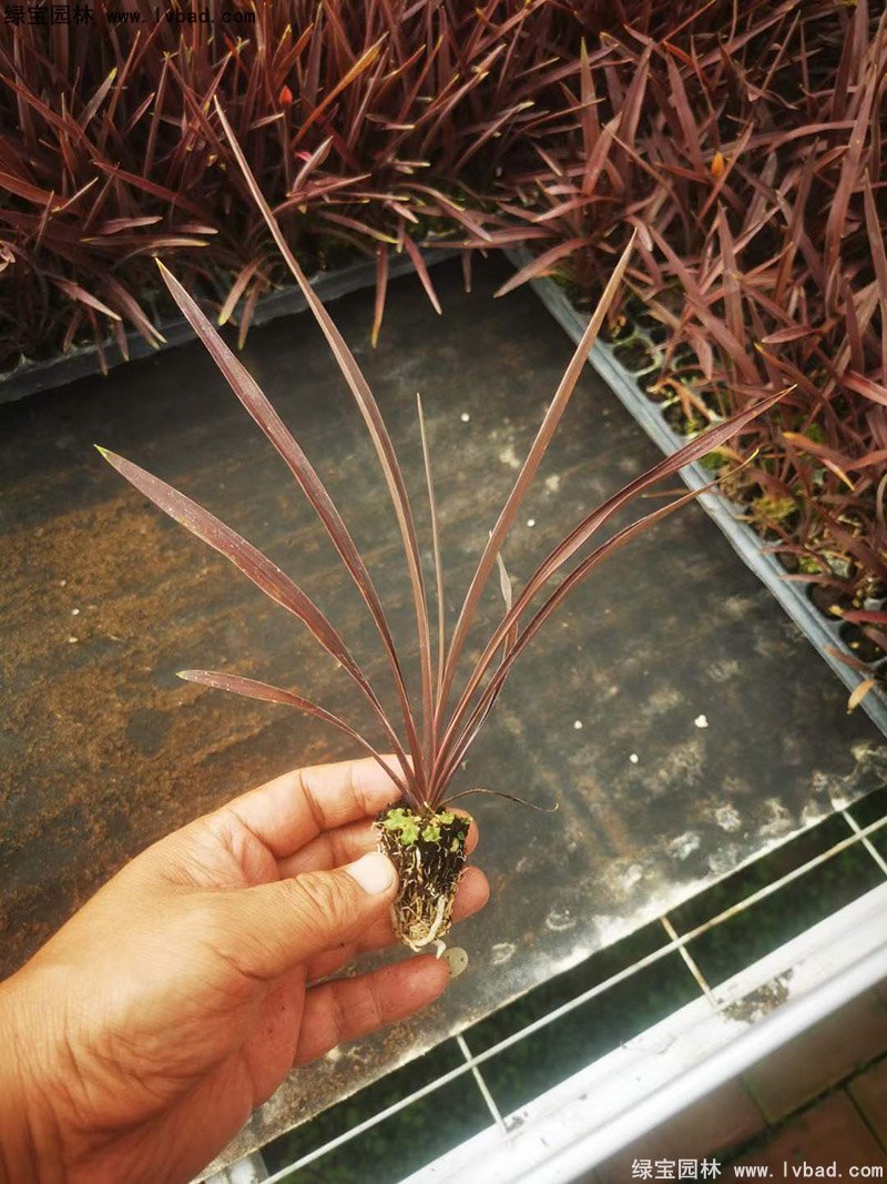 澳洲朱蕉紅色花鏡觀賞植物熱帶國(guó)外品種
