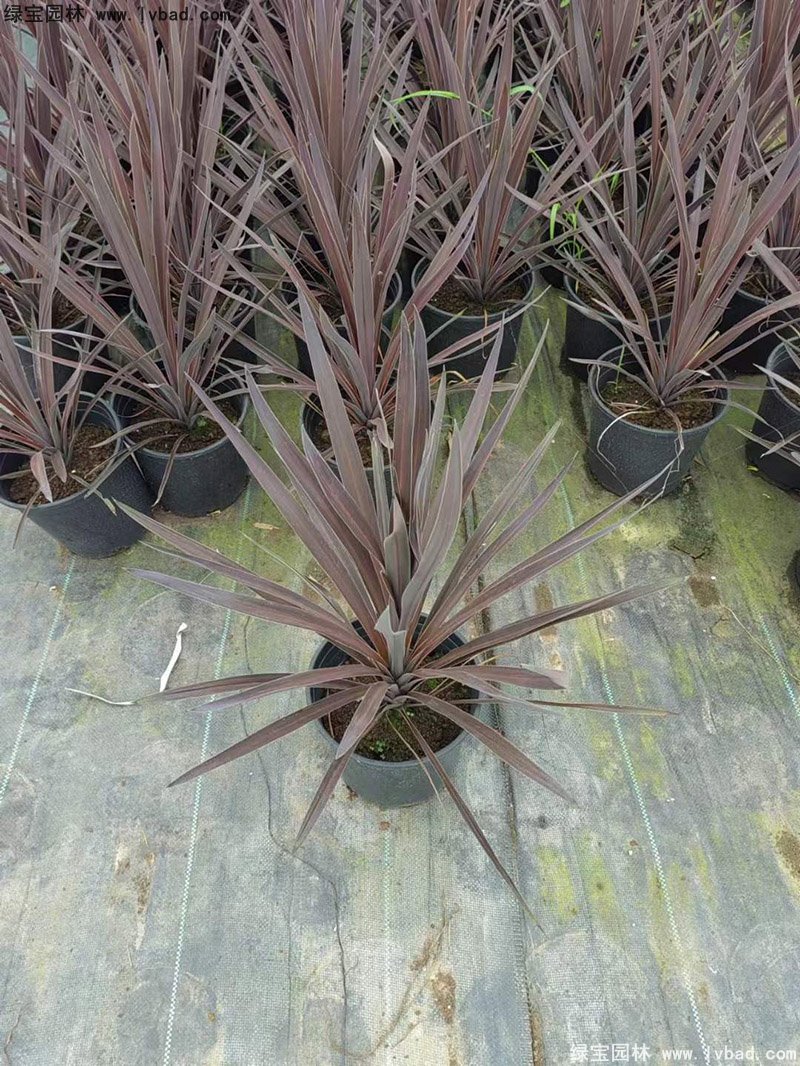 澳洲朱蕉紅色花鏡觀賞植物熱帶國(guó)外品種