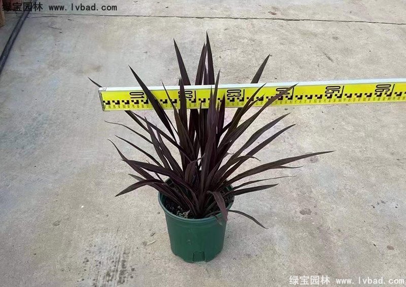 澳洲朱蕉紅色花鏡觀賞植物熱帶國(guó)外品種
