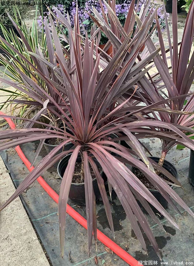 澳洲朱蕉紅色花鏡觀賞植物熱帶國(guó)外品種