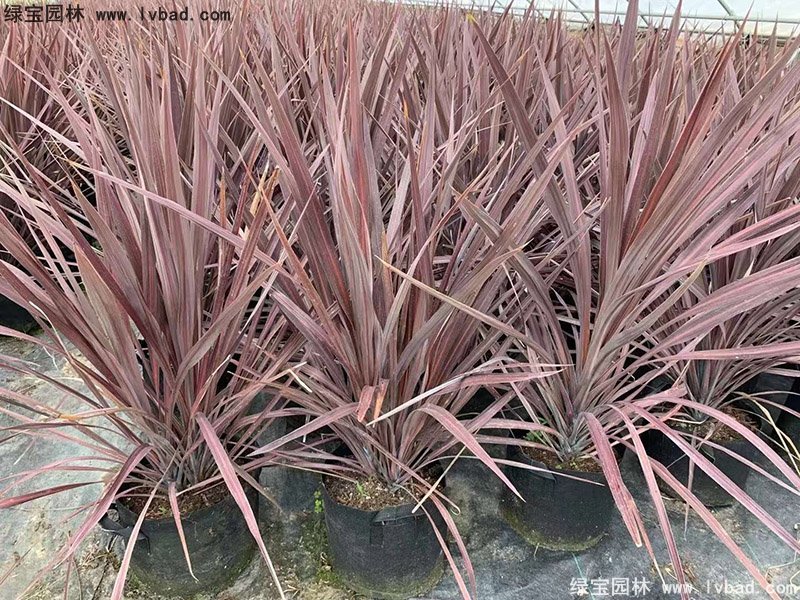 澳洲朱蕉紅色花鏡觀賞植物熱帶國(guó)外品種