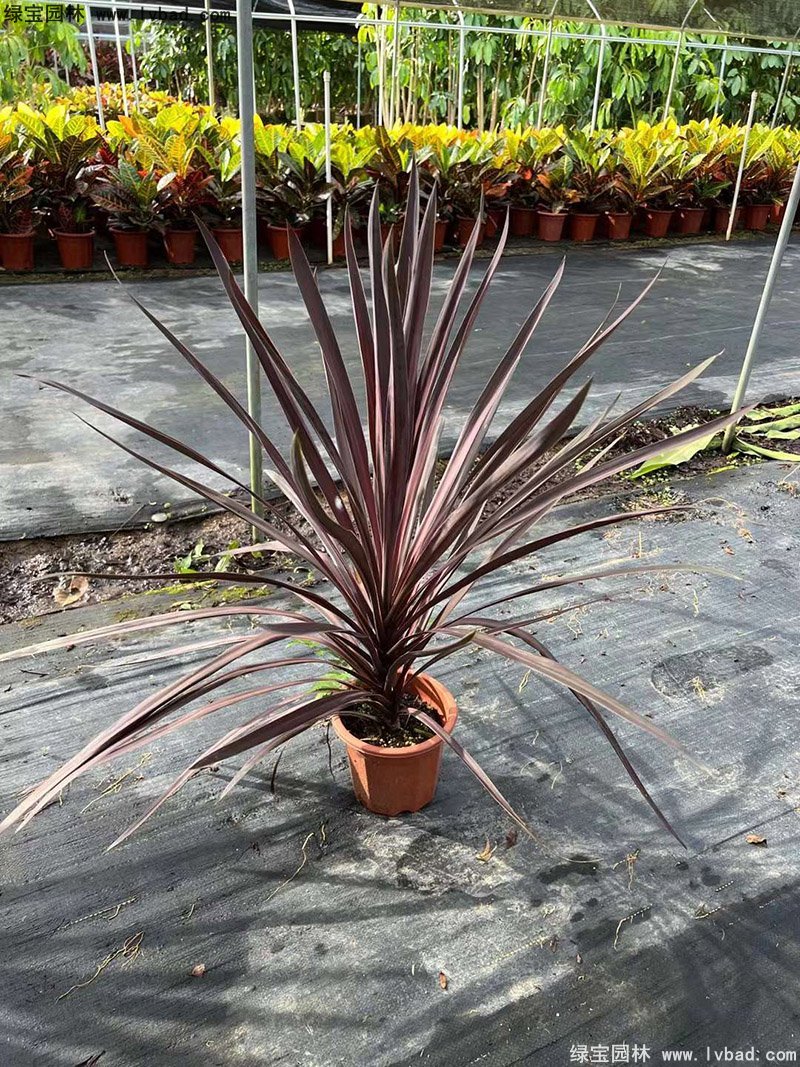 澳洲朱蕉紅色花鏡觀賞植物熱帶國(guó)外品種