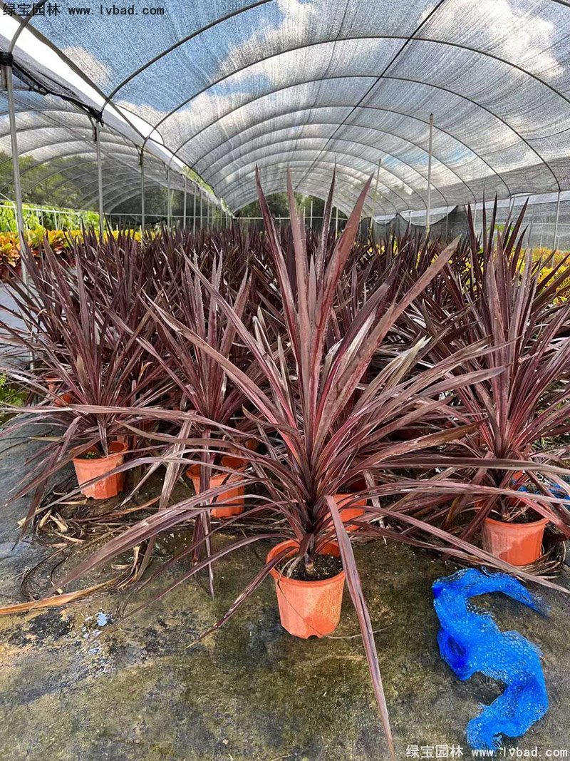 澳洲朱蕉紅色花鏡觀賞植物熱帶國(guó)外品種