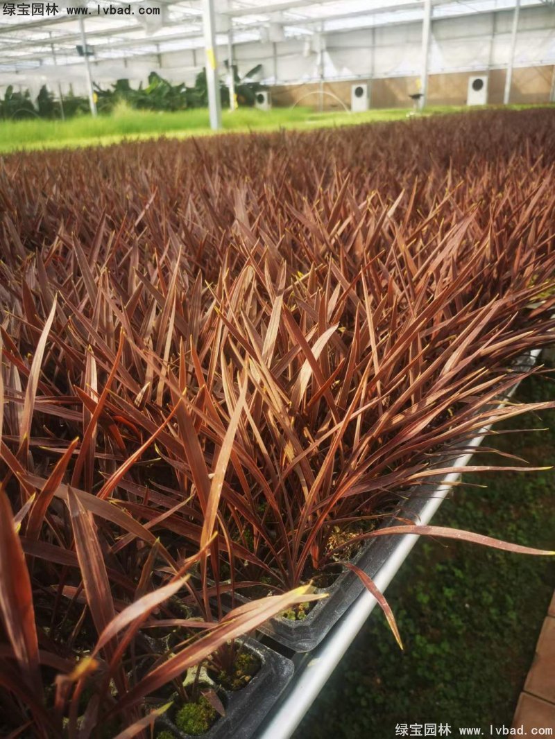 澳洲朱蕉紅色花鏡觀賞植物熱帶國(guó)外品種