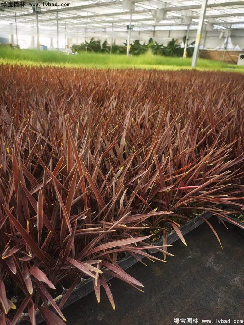 澳洲朱蕉紅色花鏡觀賞植物熱帶國(guó)外品種