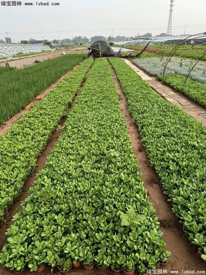 八寶景天多年生宿根草本多漿花鏡植物耐寒花卉