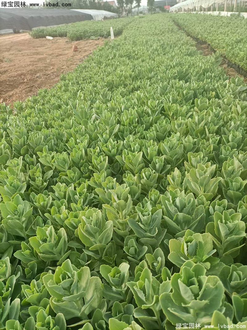 八寶景天多年生宿根草本多漿花鏡植物耐寒花卉