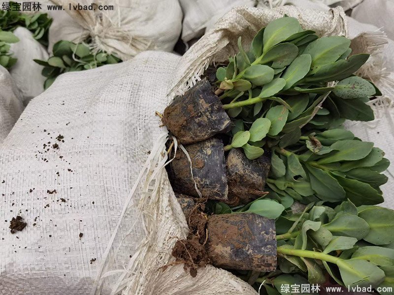 八寶景天多年生宿根草本多漿花鏡植物耐寒花卉