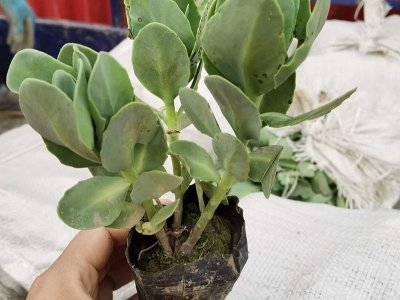 八寶景天