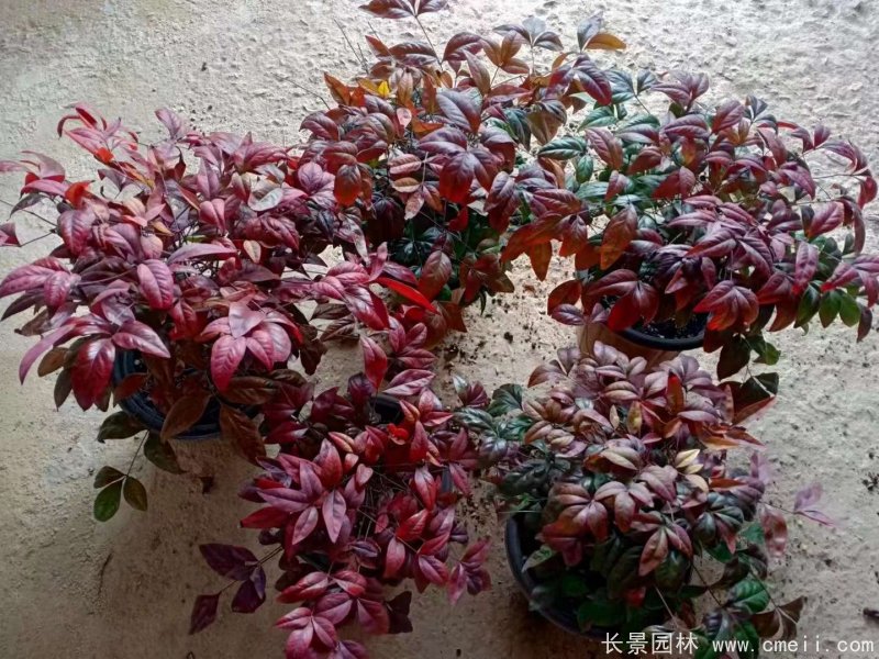 火焰<a href='http://m.wuzhouwash.com/linmuzhongzi/1772.html' target='_blank'>南天竹</a>
