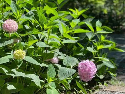 八仙花