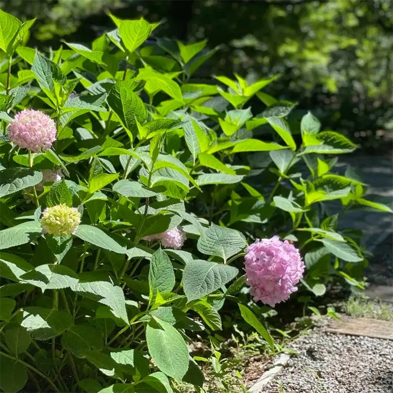 <a href='http://m.wuzhouwash.com/dibeiguanmu/3511.html' target='_blank'>八仙花</a>