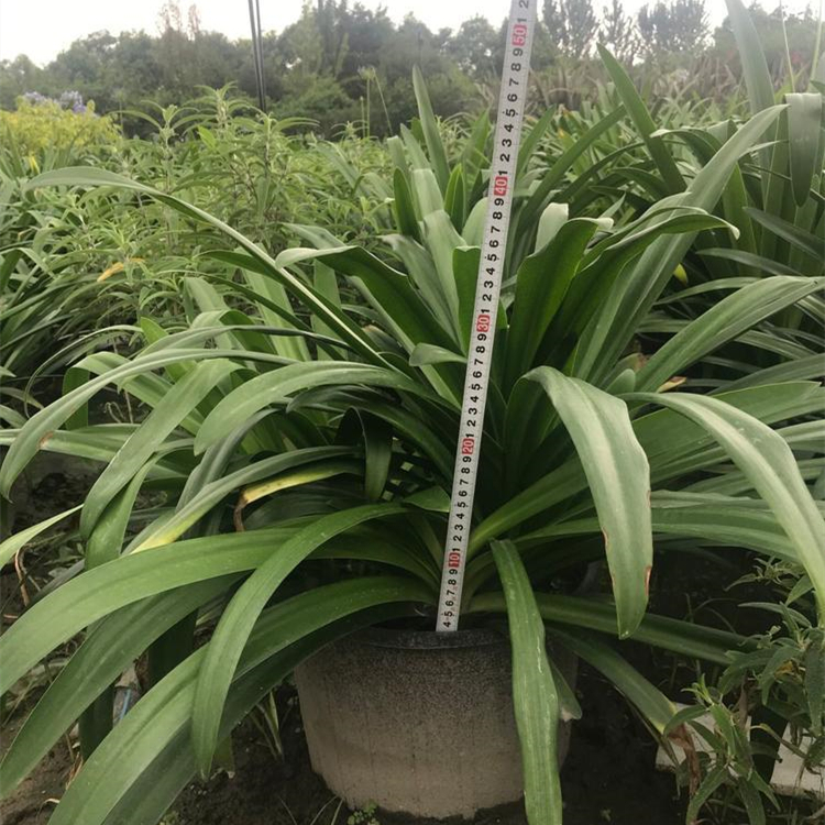 百子蓮容器苗 來(lái)自綠寶園林