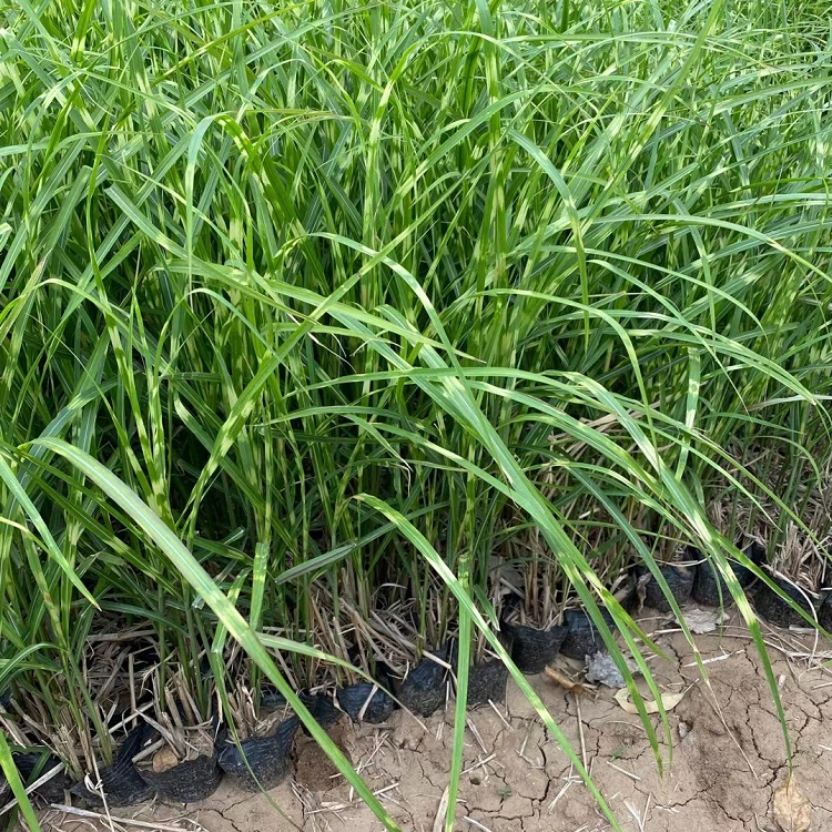 斑葉芒容器苗 盆栽 來自綠寶園林