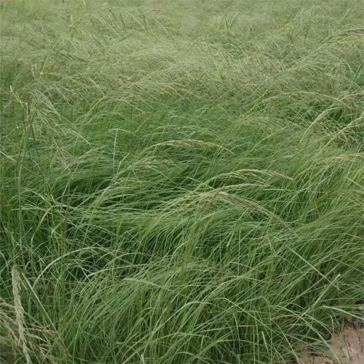 畫眉草