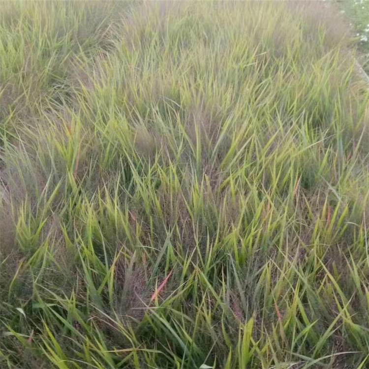 畫眉草