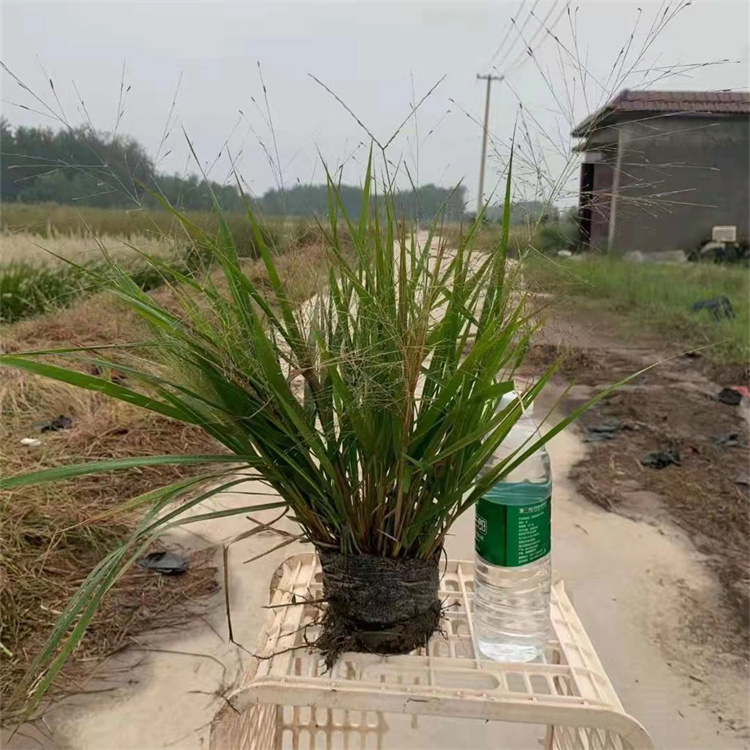 畫眉草