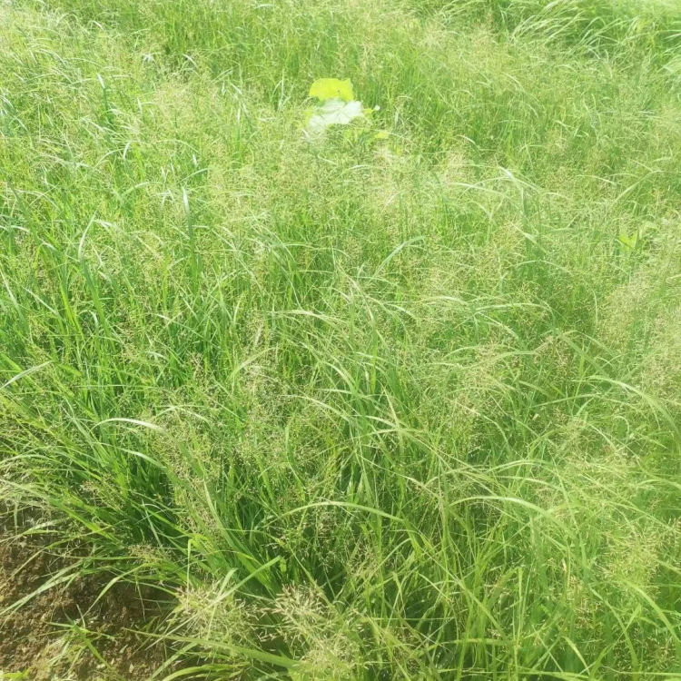 畫眉草