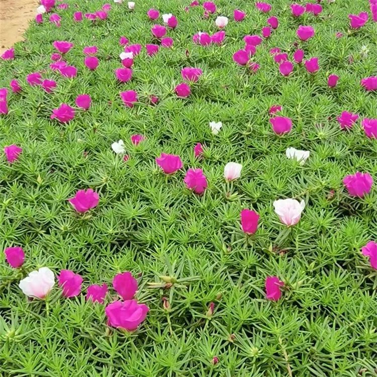 半枝蓮盆栽苗
