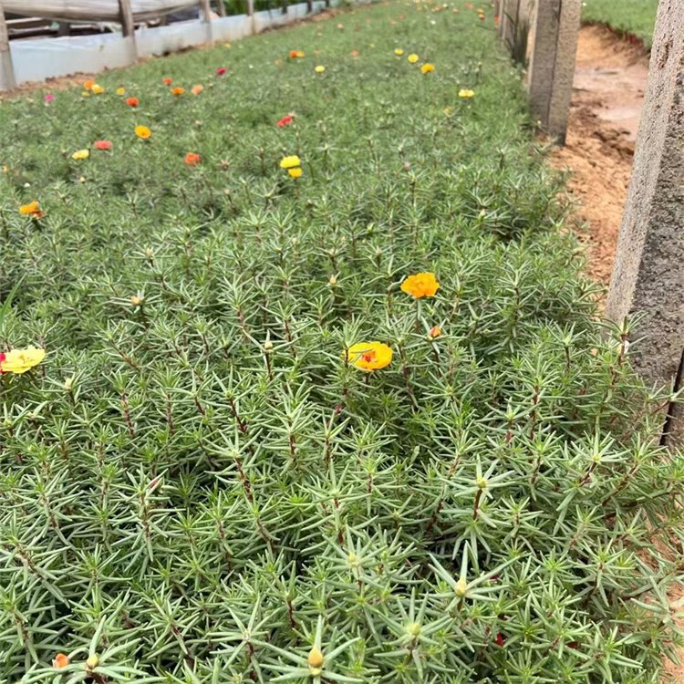 半枝蓮盆栽苗