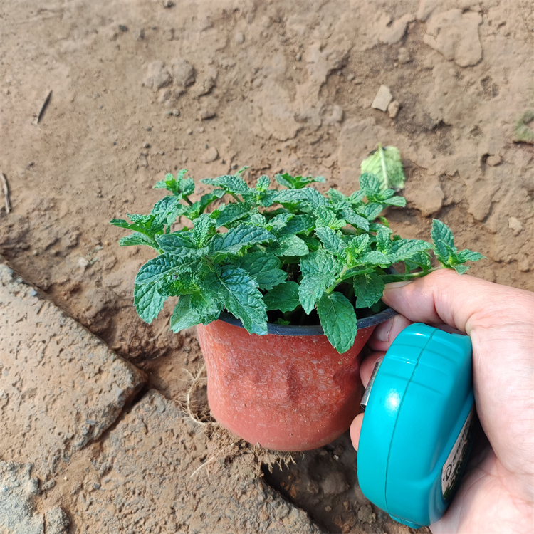 薄荷容器苗