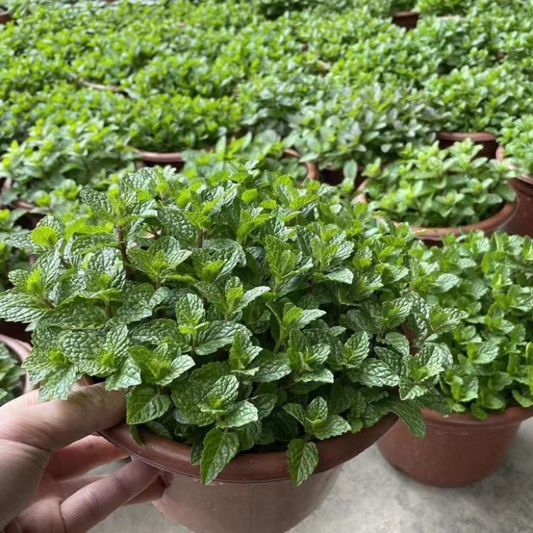 薄荷容器苗