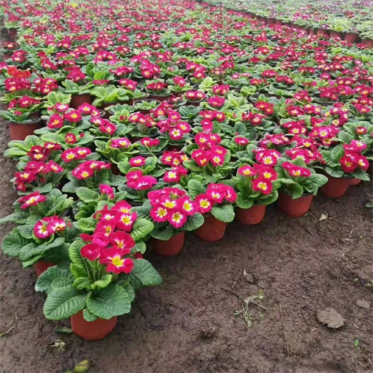 報春花容器苗