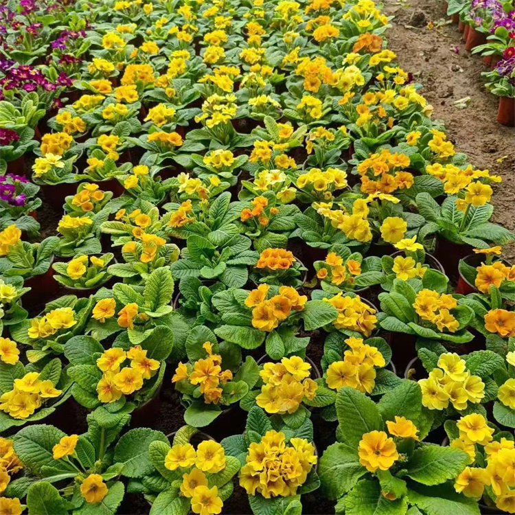 報春花容器苗
