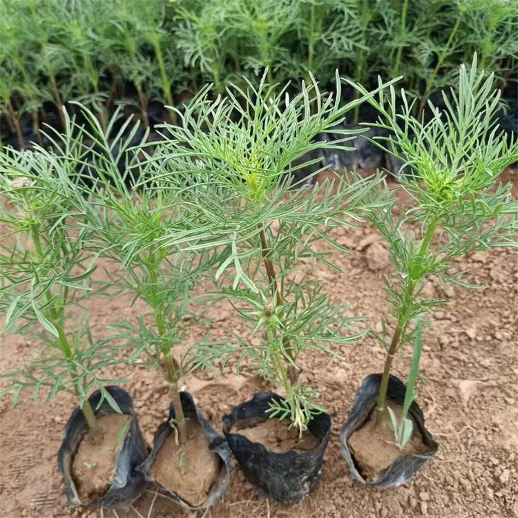 波斯菊容器苗波斯菊盆栽苗
