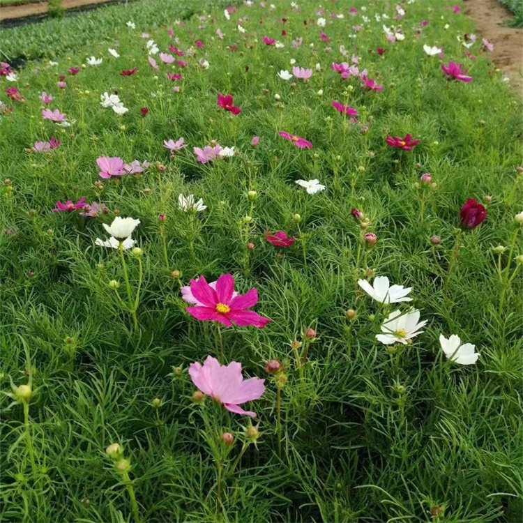 波斯菊容器苗波斯菊盆栽苗