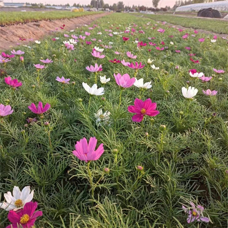 波斯菊容器苗波斯菊盆栽苗